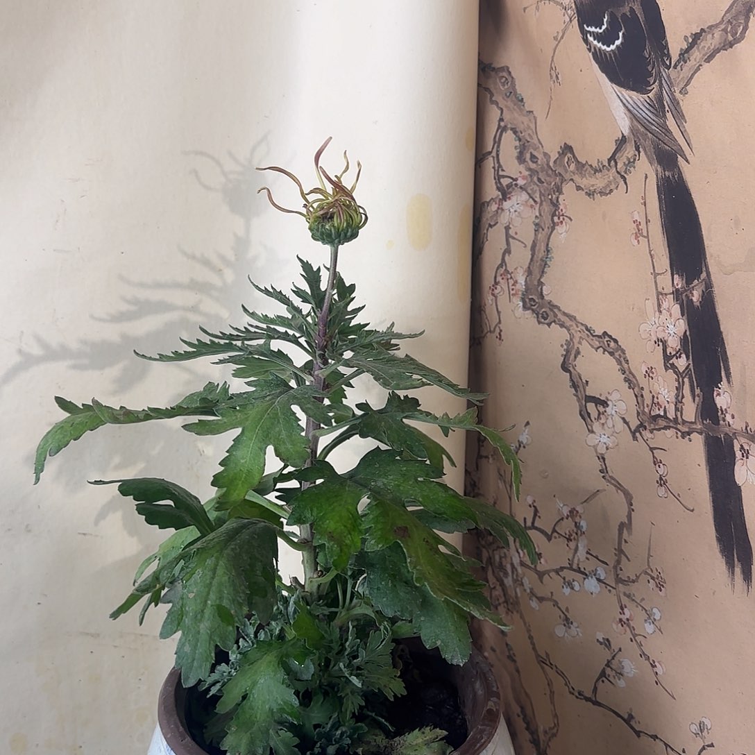 全部花朵B22222222