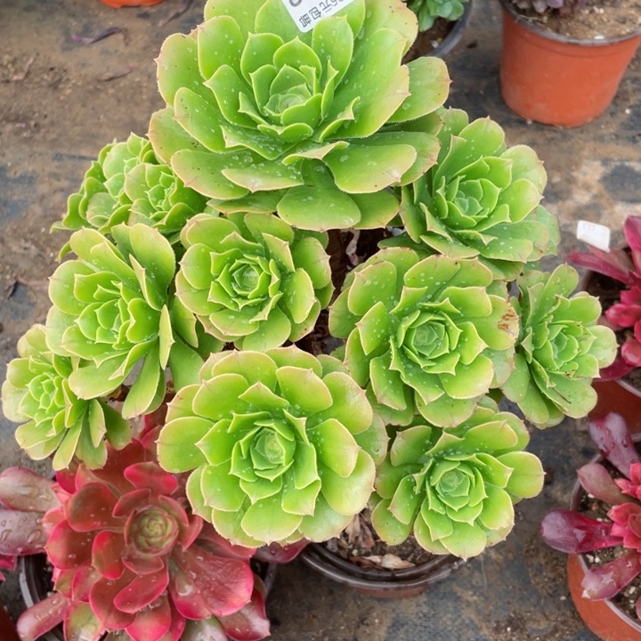 333绿杨蓉多肉13645678