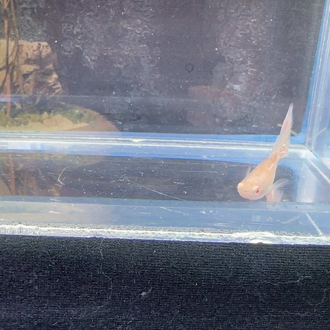玻璃樱花粉狮孔雀鱼1对
