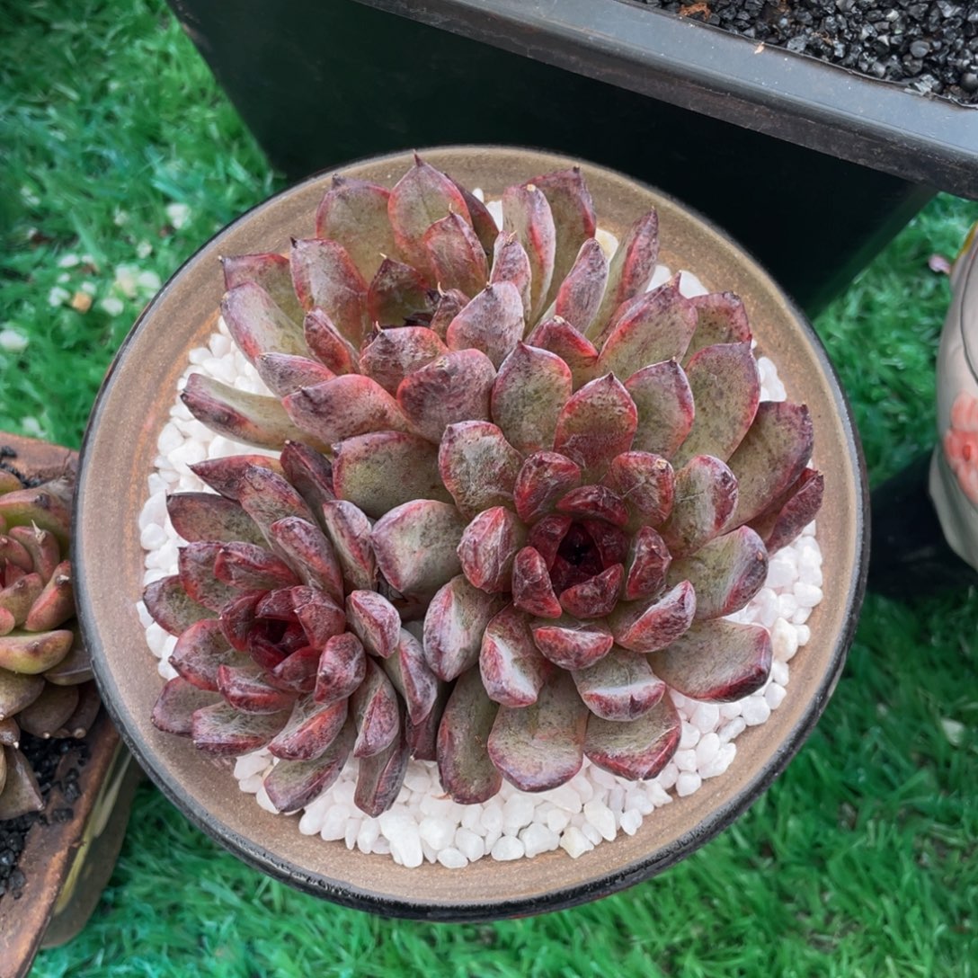 多肉植物盆栽多肉植物2