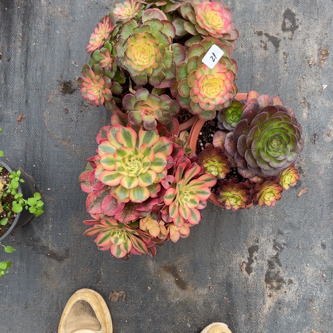 21三颗多肉嘻嘻嘻多肉