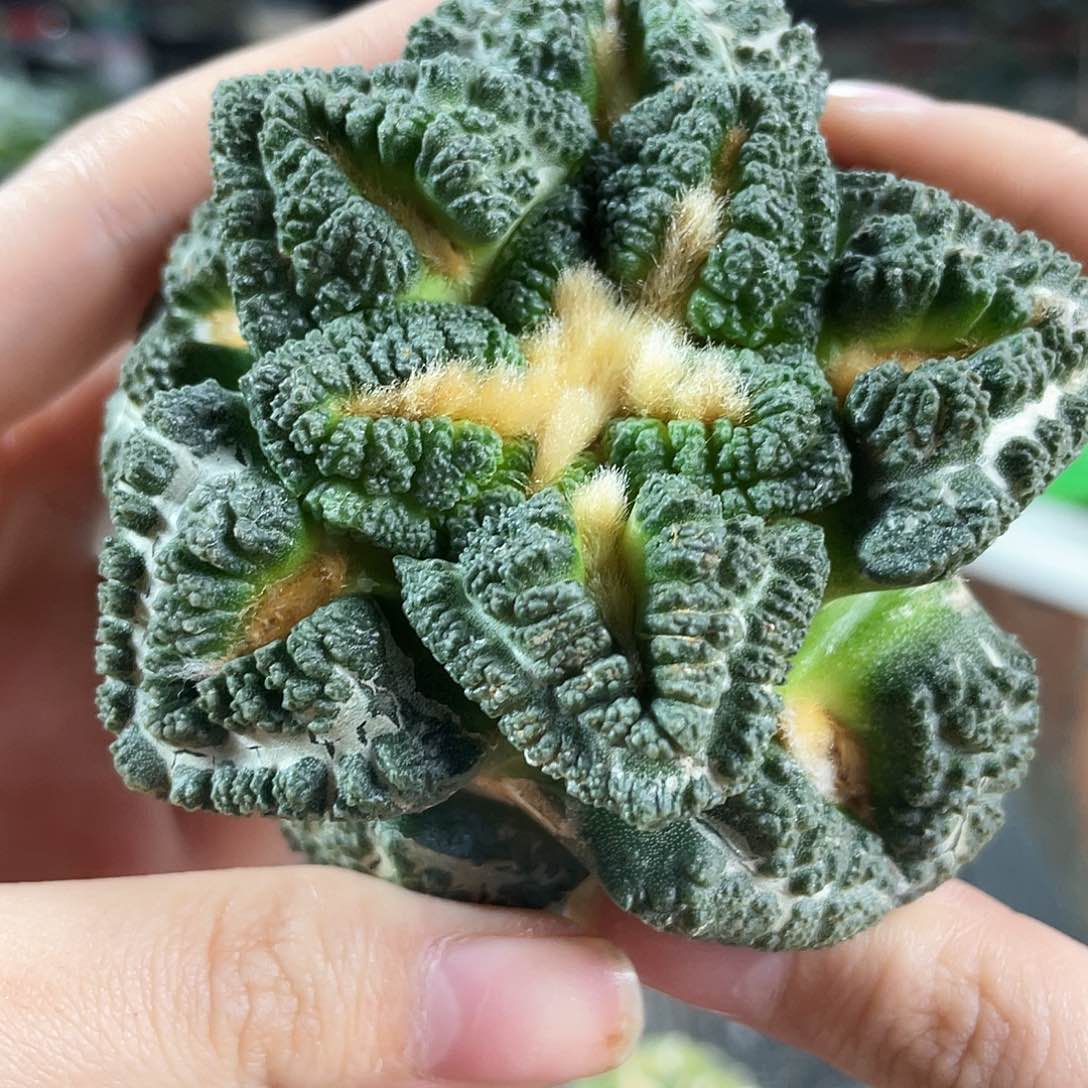 13号7.5cm自根大尤志贺