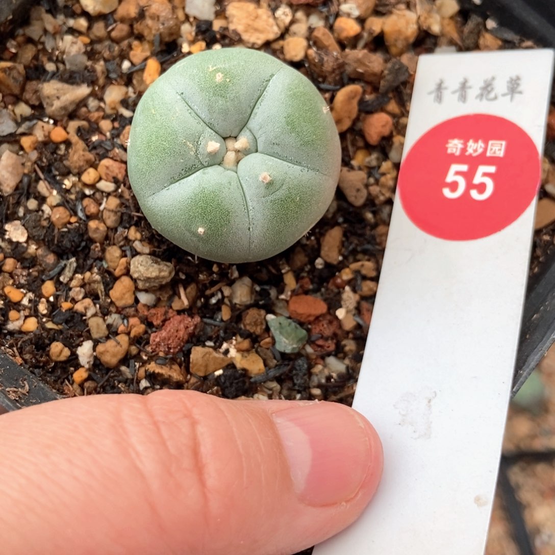 白肌海鲜一颗6688