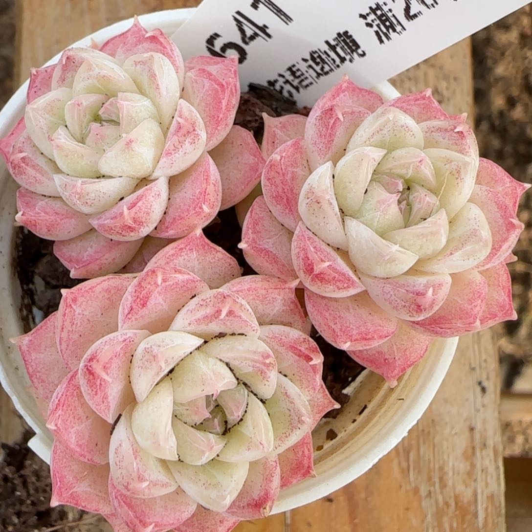 花语逸镜0214-641