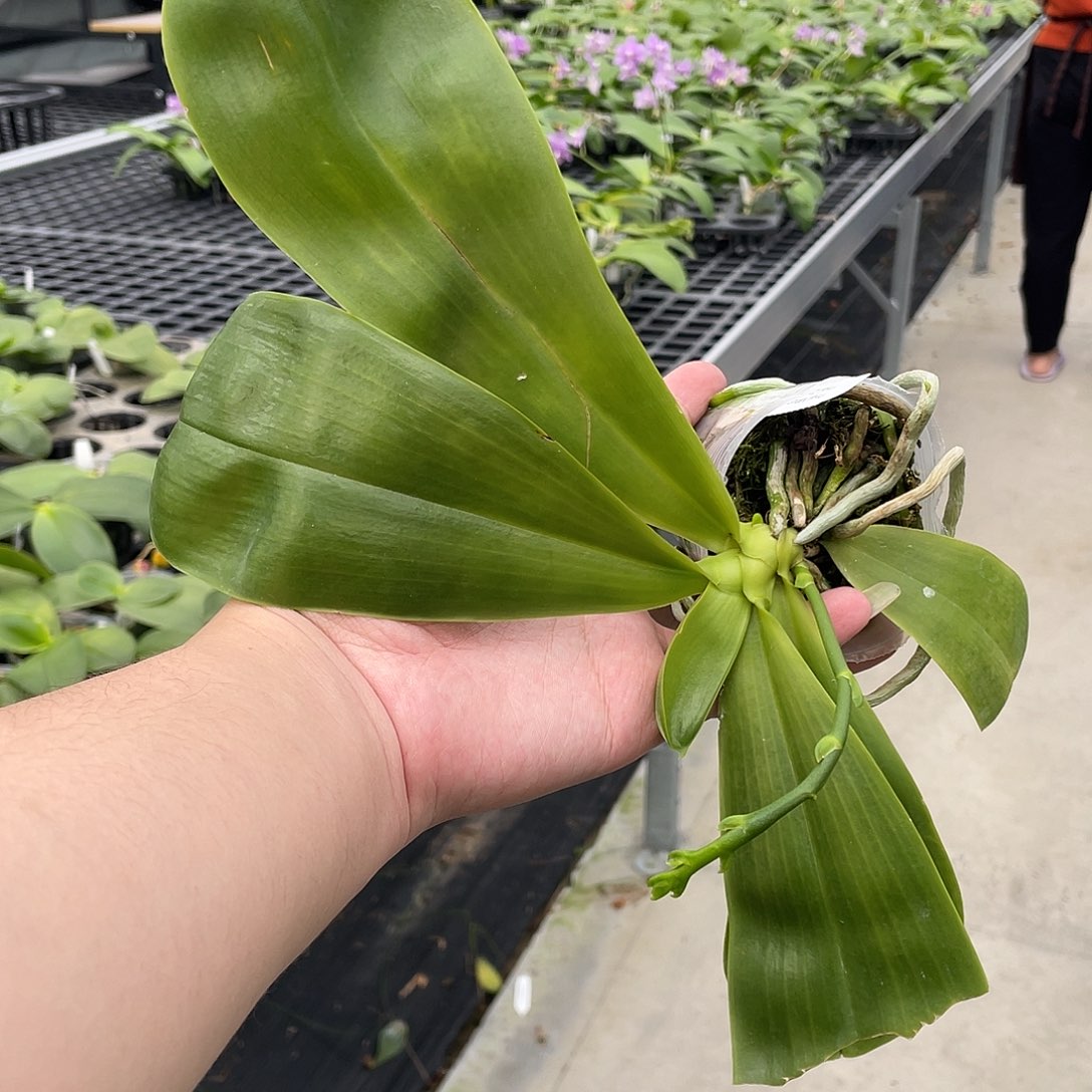 完全开放金虎爵士乐 叶损 苗 134号