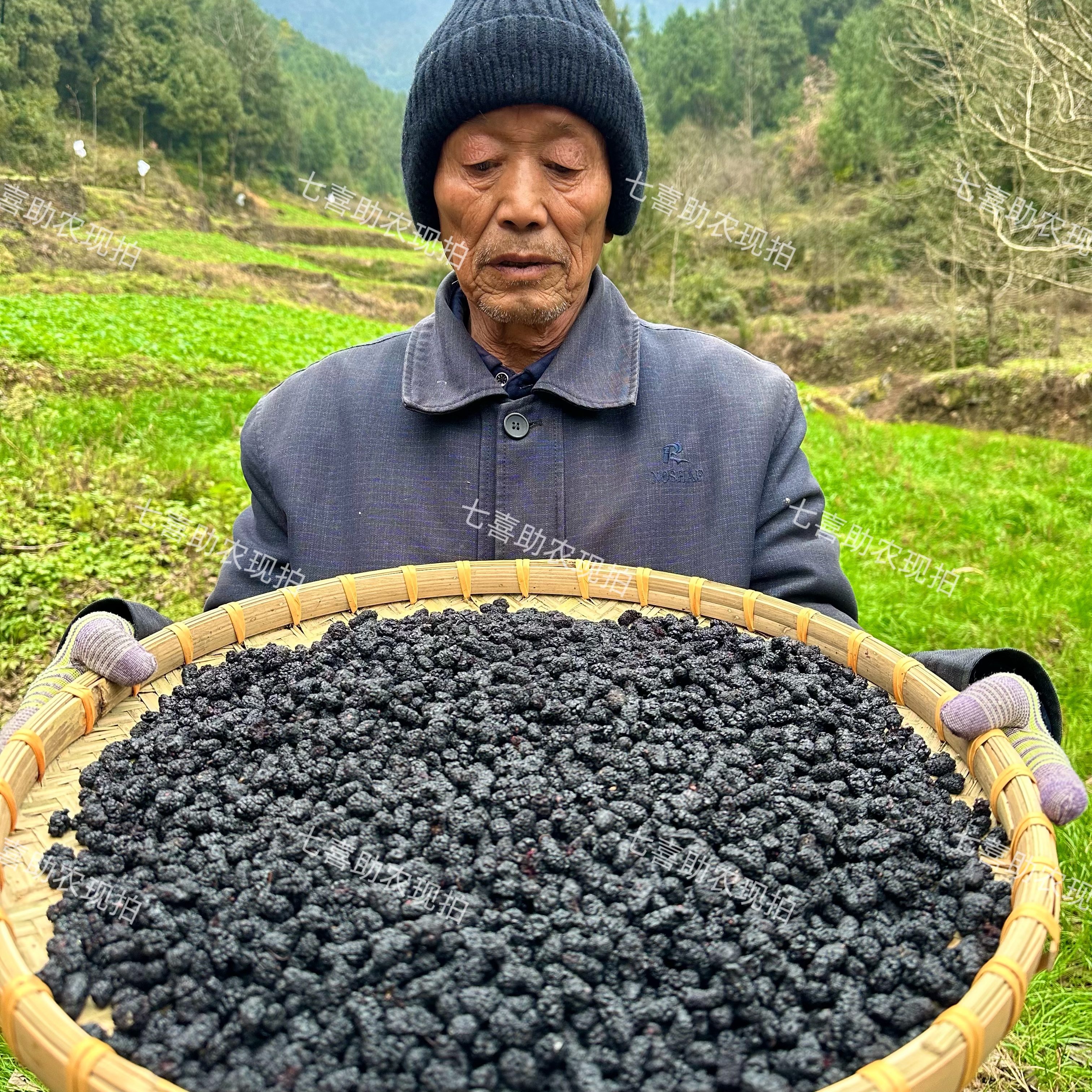 【现收桑椹】自然晾晒泡水