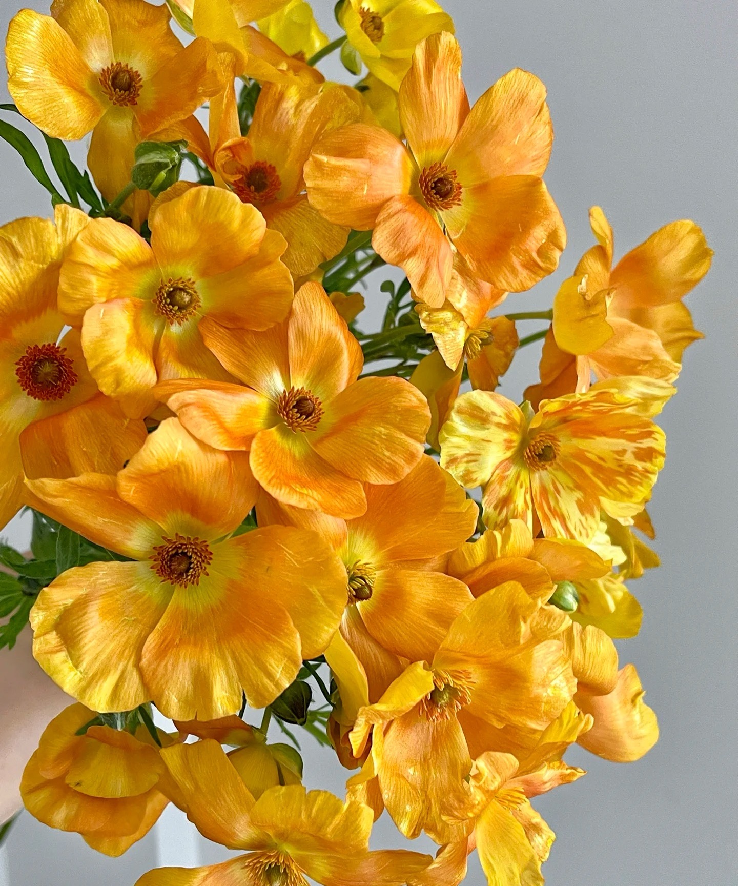 【源头一手价】橙色蝴蝶洋牡丹一把 似蝴蝶在蝶舞  仙气飘飘 鲜花