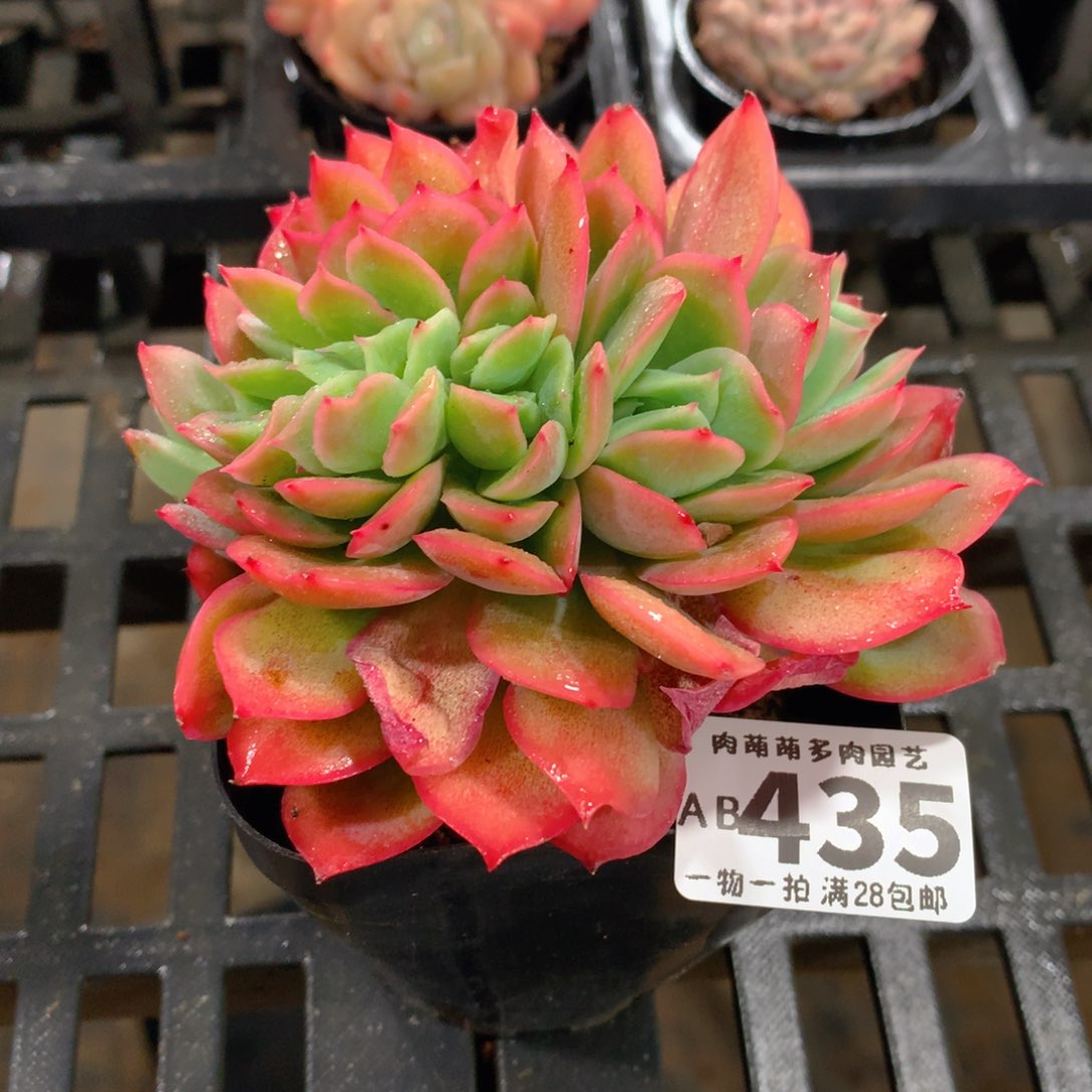 肉萌萌拇指盆精控多肉AB435