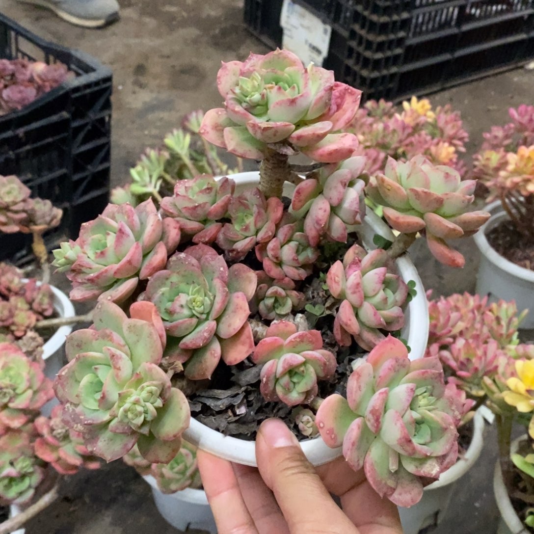 妮可莎娜玫瑰老桩