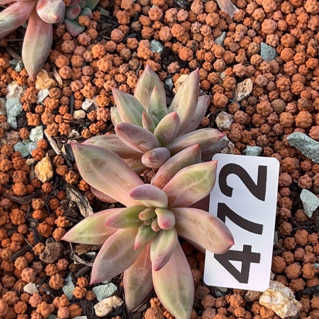 472虞美人多肉植物
