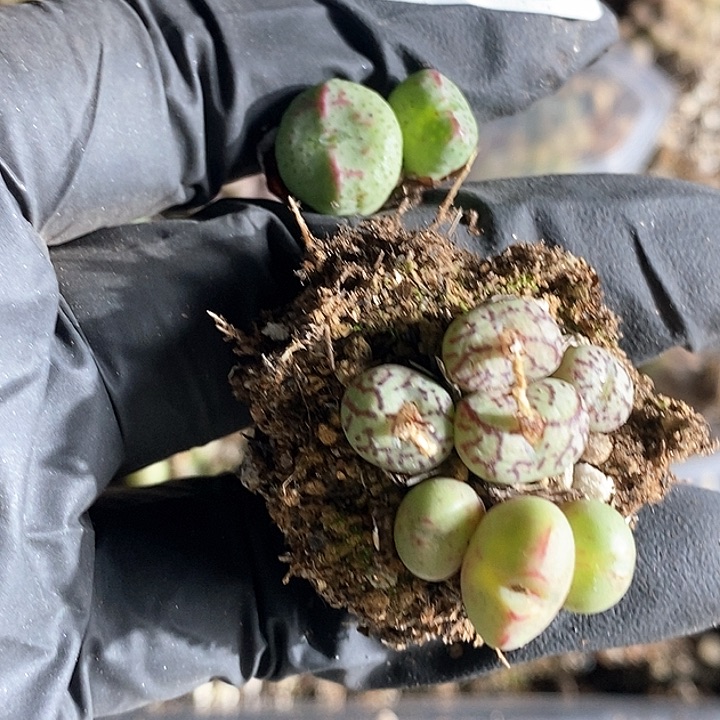 羽桃喜花园0203-125打包2颗