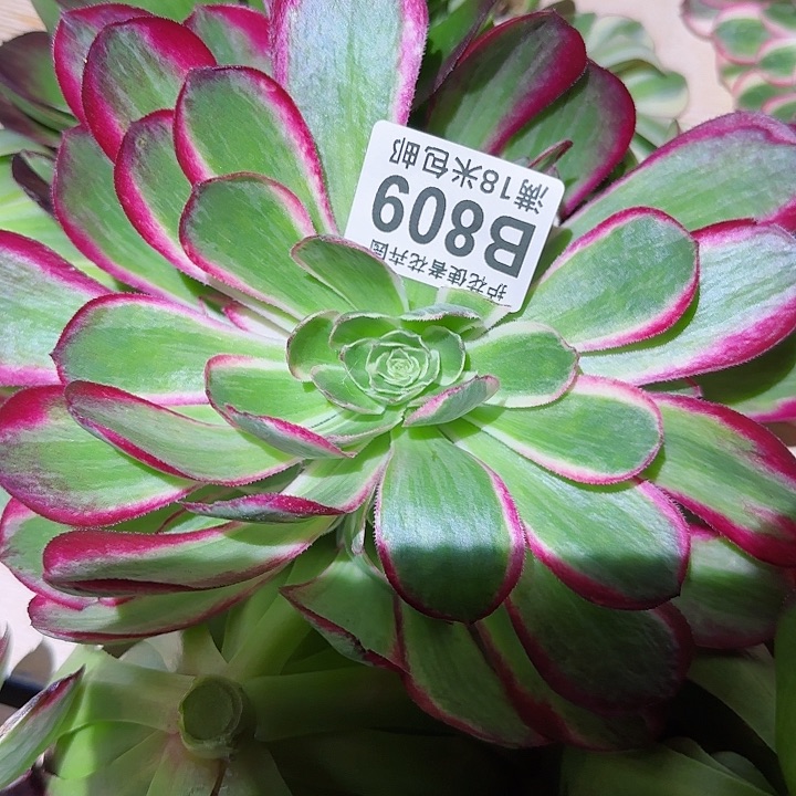 多肉 孔雀翎多肉法师植物