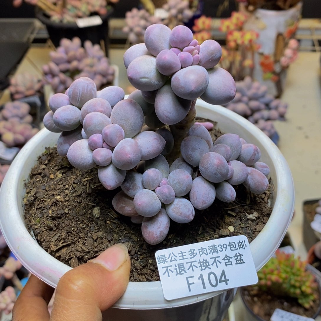 104香水手指奶多肉9c m