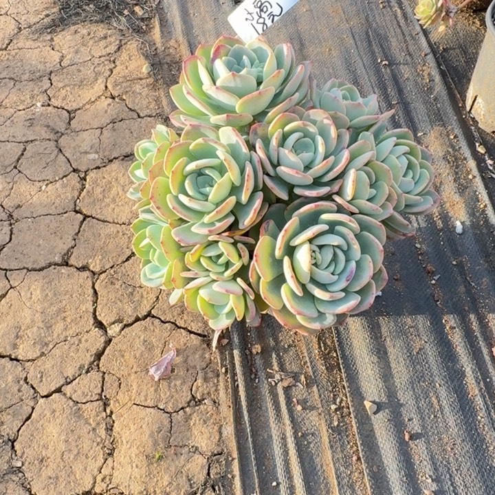 多肉植物一物一拍小高