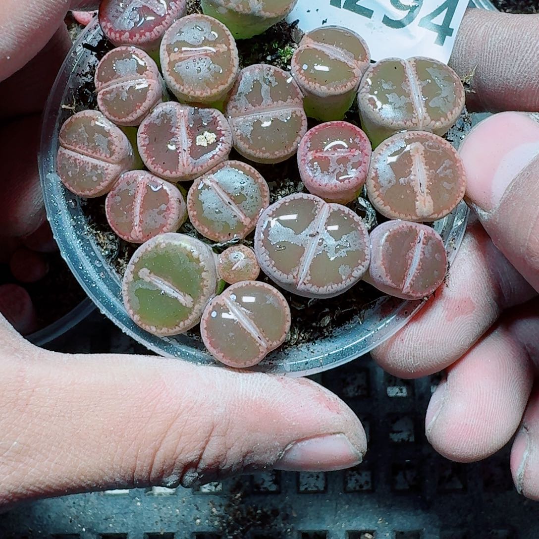 294 多肉植物多肉植物
