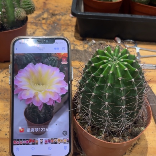 露露黄心紫大花6-7公分左右