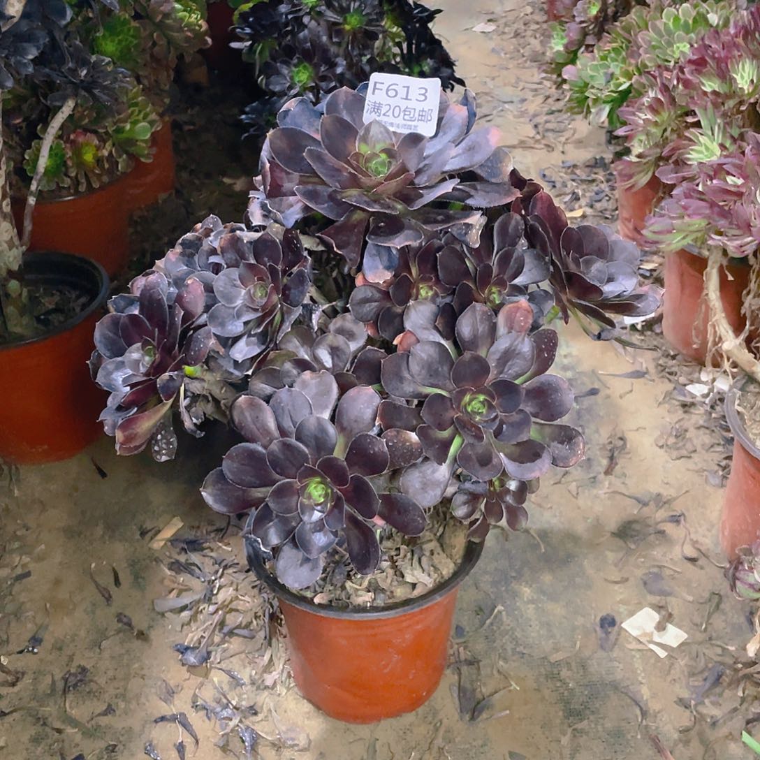 613黑圆叶多肉小损不包