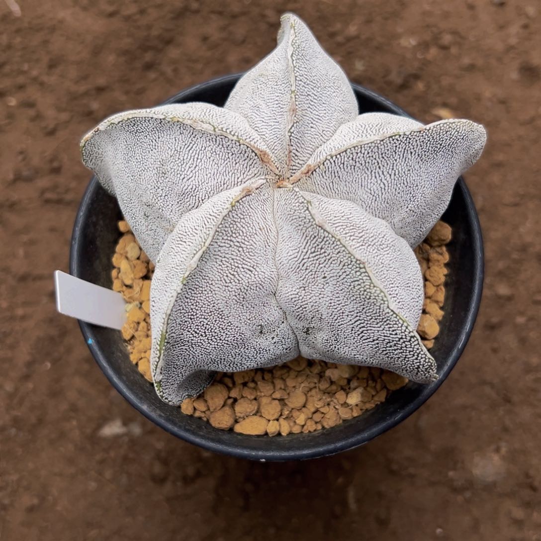 恩冢wwwwwwwwwwwwww