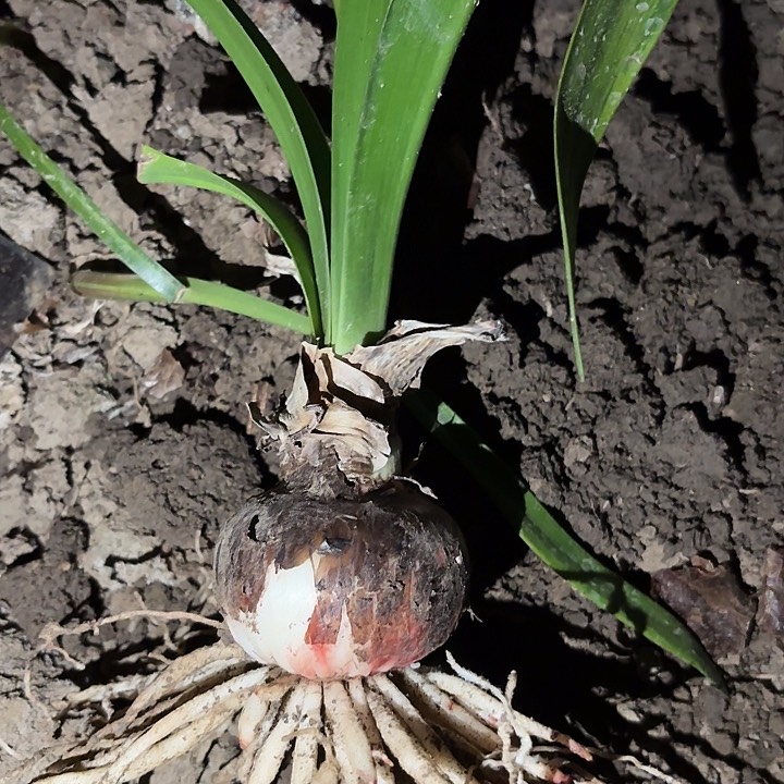 ꧁****꧂汤姆六左右有标带土发货