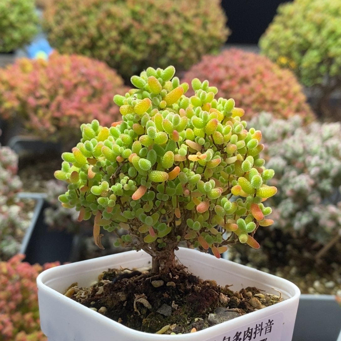 蜜橘糖球3477枝干番杏