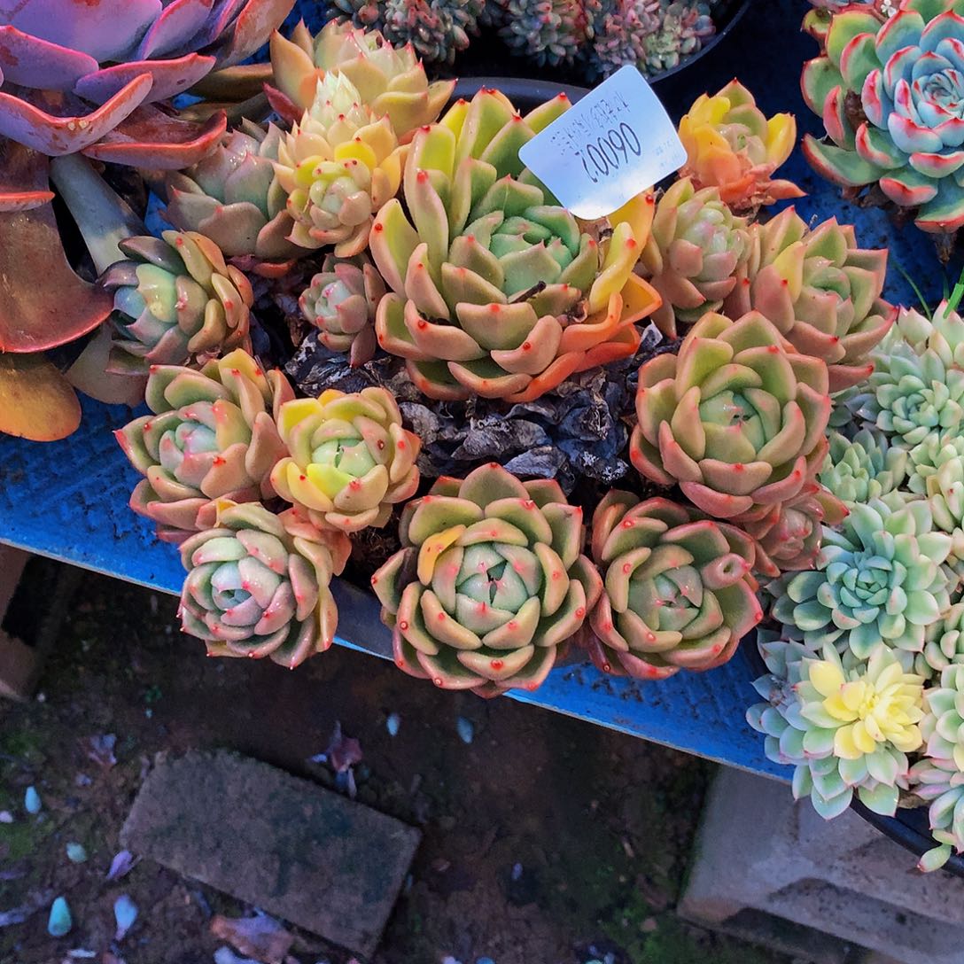 新***）     白玫瑰多肉06002