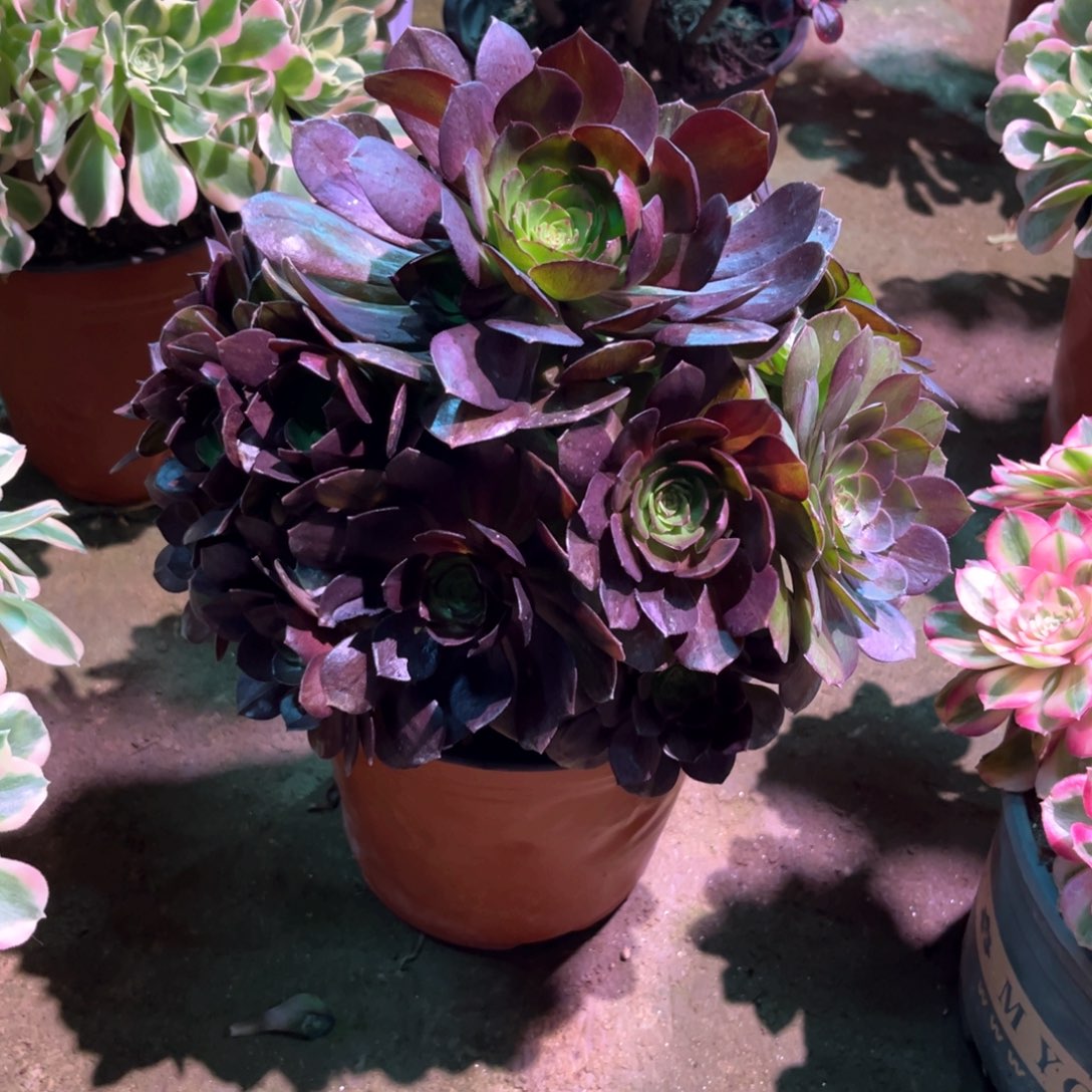 多肉植物黑美人642