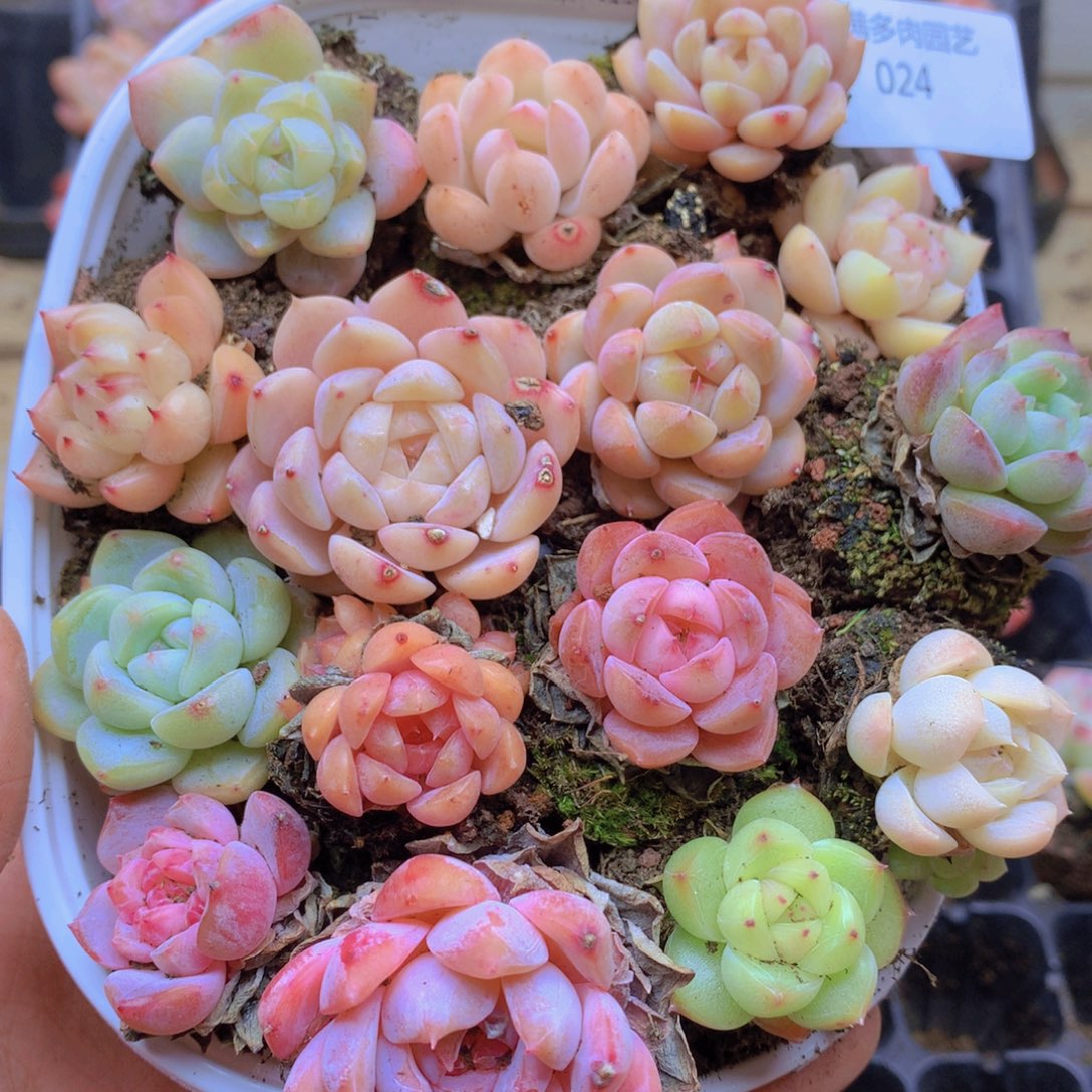 我要去看你的演唱了哦024