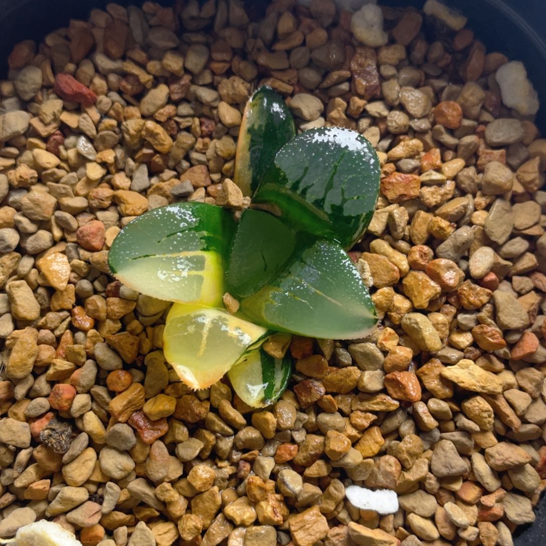 21. 十二卷多肉实生克锦 