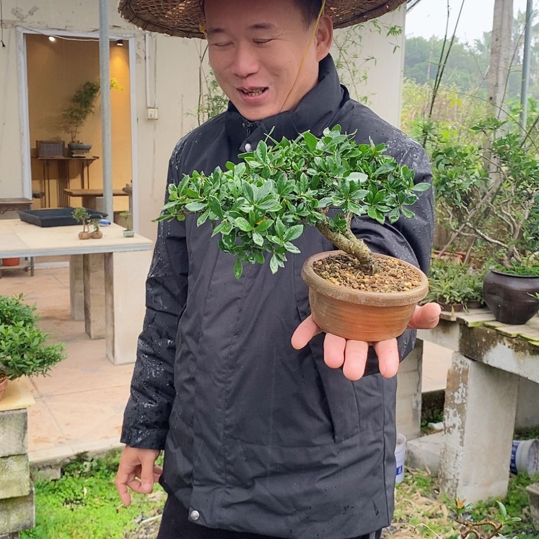 无花朵小*'栀子花