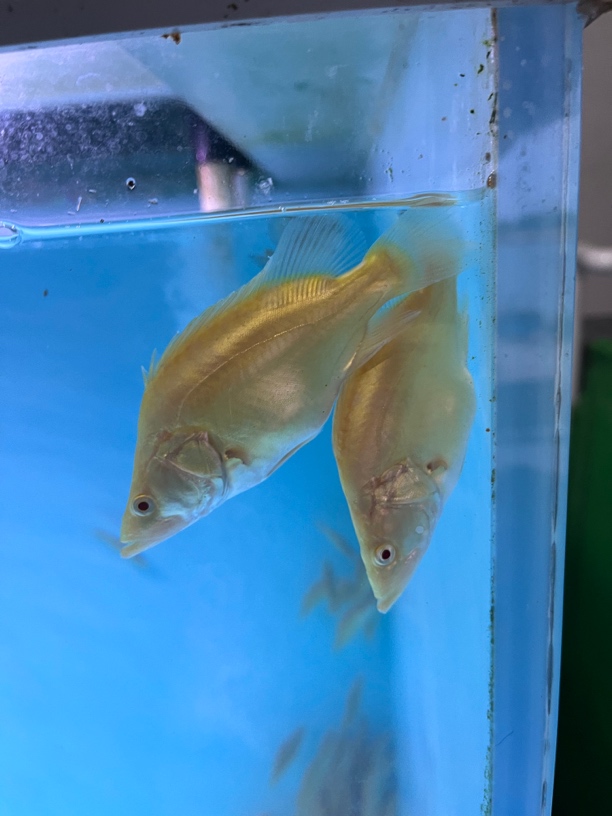 白子红眼黄金鳜冷水猛鱼不吃饲料