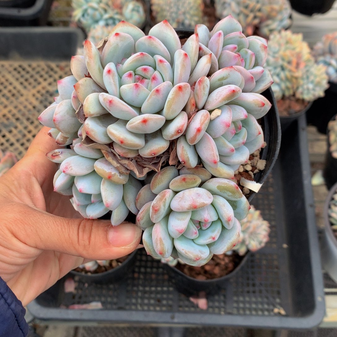 李**？614星星称的体重会