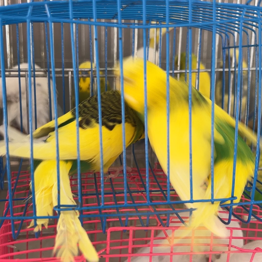 虎皮鹦鹉大头两只