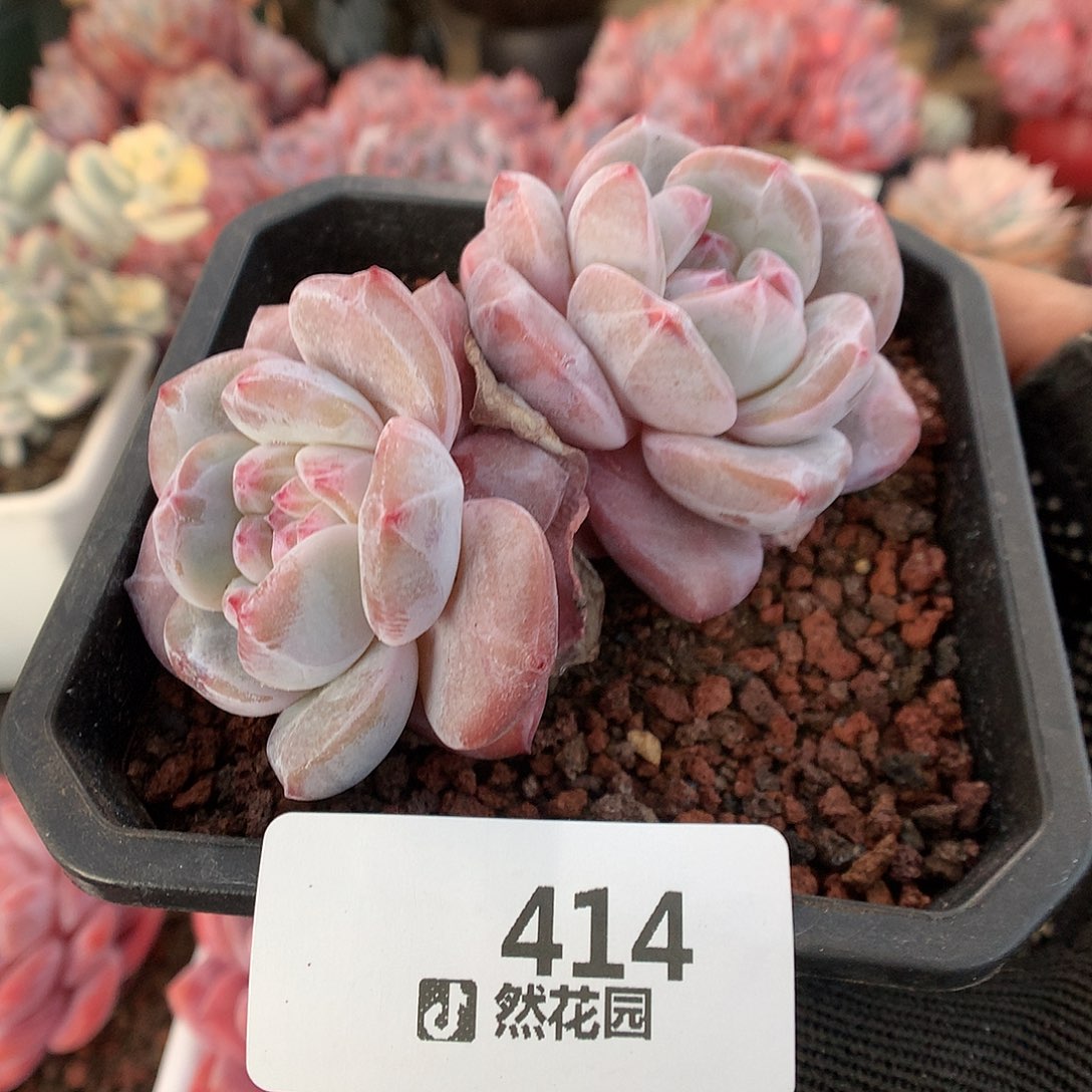 414星影多肉植物66666