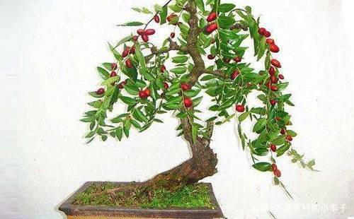 酸枣盆景生桩老桩