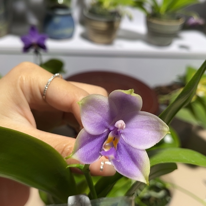 完全开放2.5寸杯B K H2336