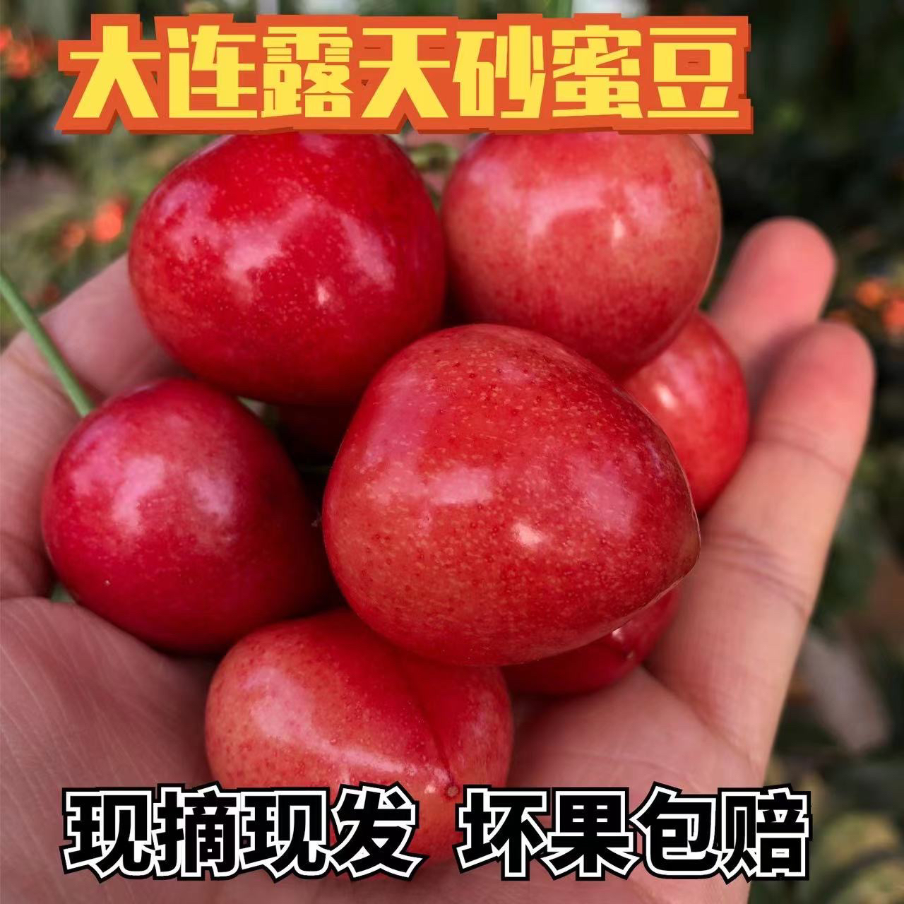 大连现摘大樱桃新鲜酸甜口感三斤装包邮