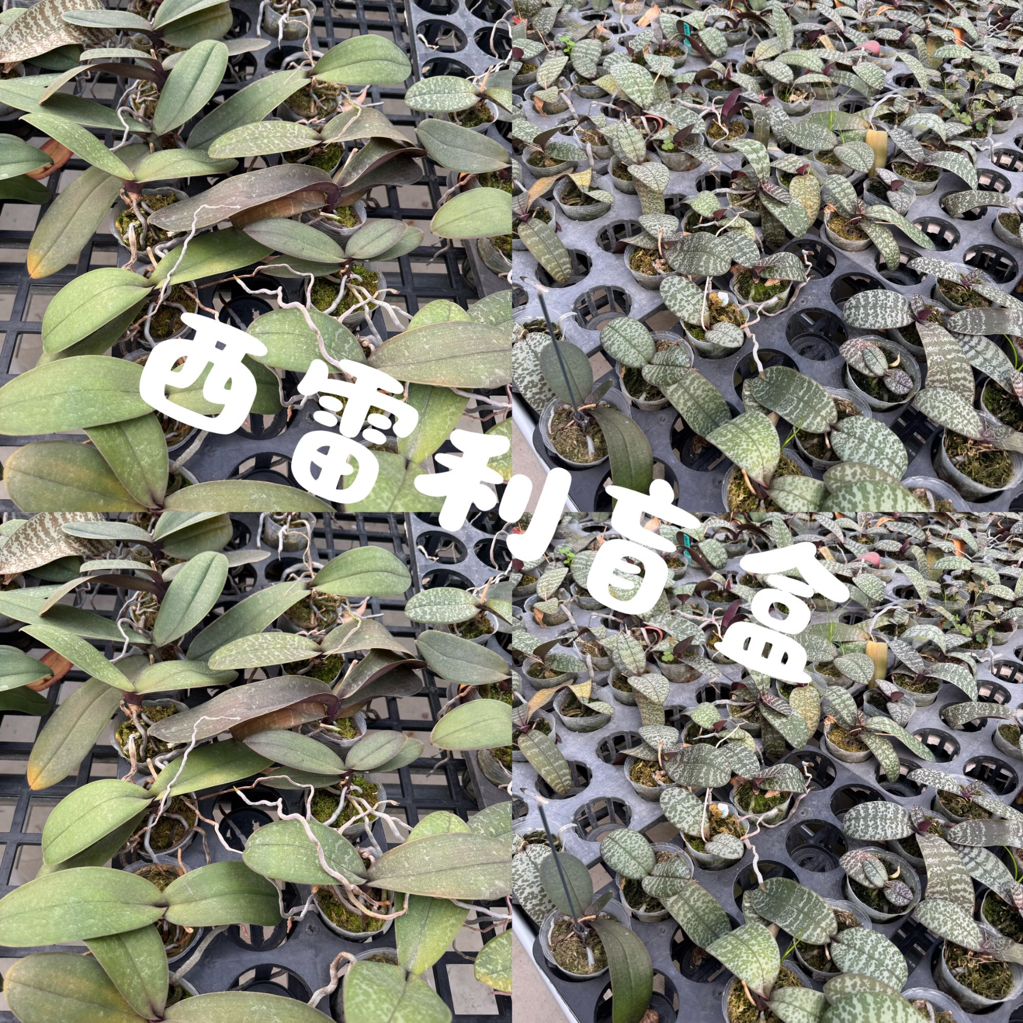 西雷利盲盒（2.5寸）剪梗苗（福利品）（有空根，叶损，建议勿拍）