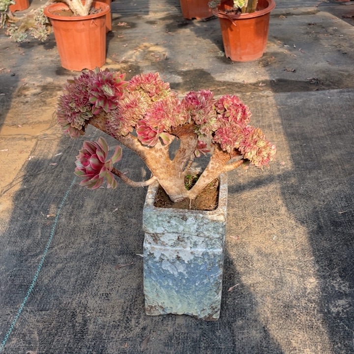 大***姨我是真的很喜欢这个