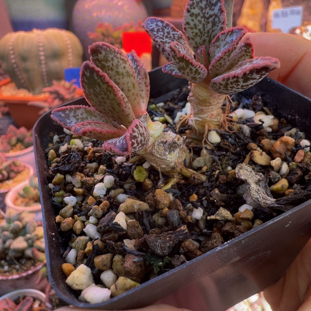 咖***糖我们都是在等着看看这个节目