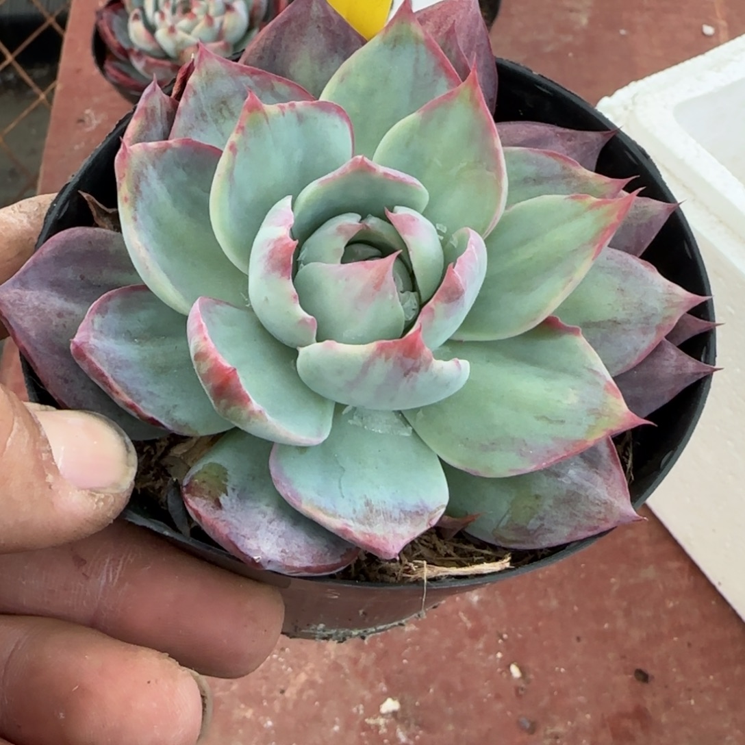 惊鸿一物一拍包装收缩花旱459