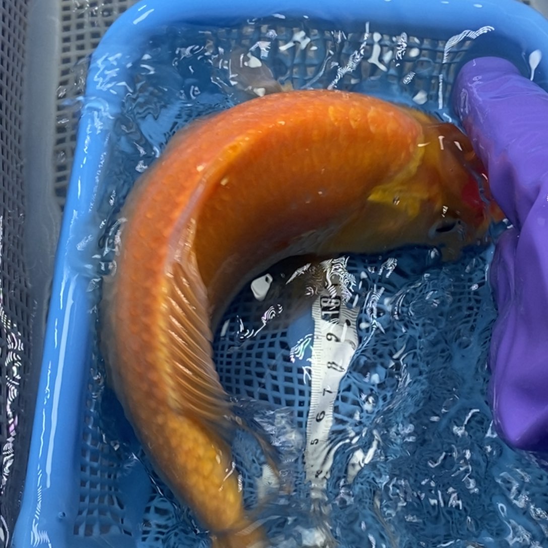 锦鲤冷水锦鲤包邮