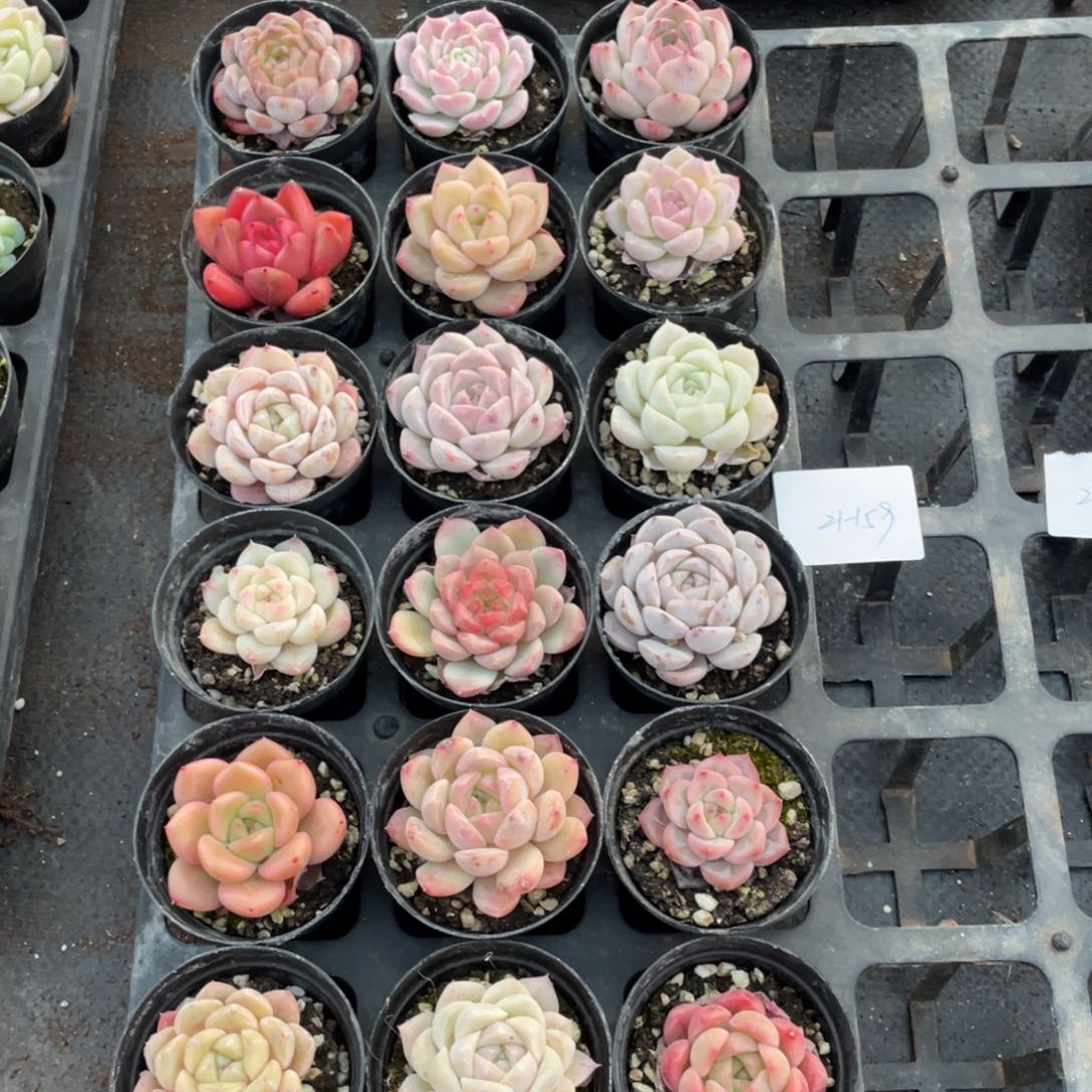 小*一物一拍18棵21-159