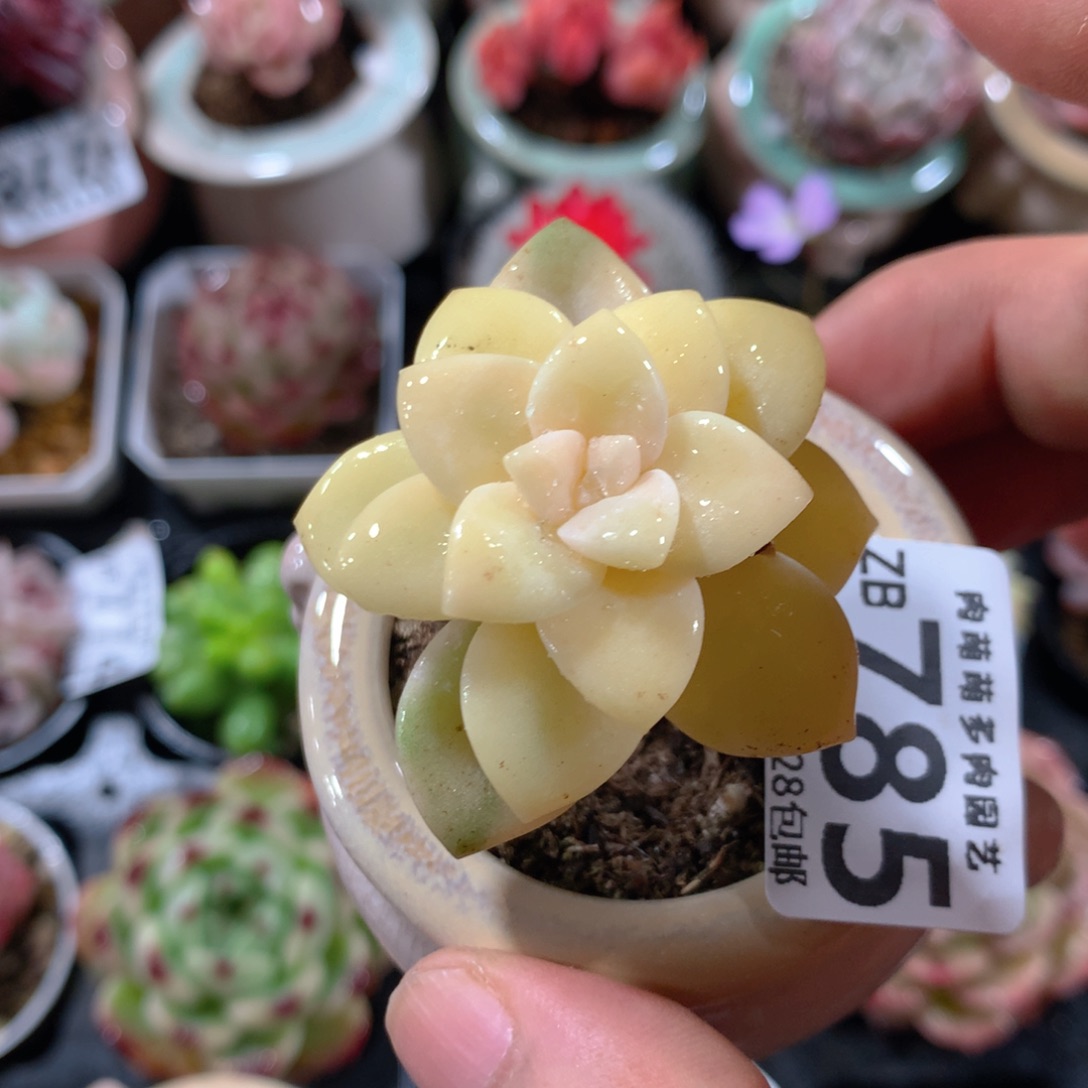 5CM拇指盆精控多肉ZB785