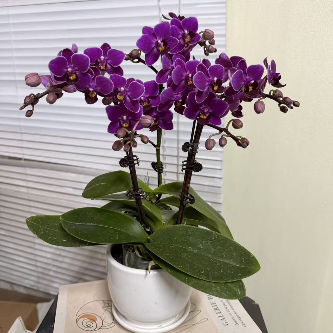 蝴蝶兰【珍香】单花剑 小众品种  桌面型花花 室内高端花卉绿植 