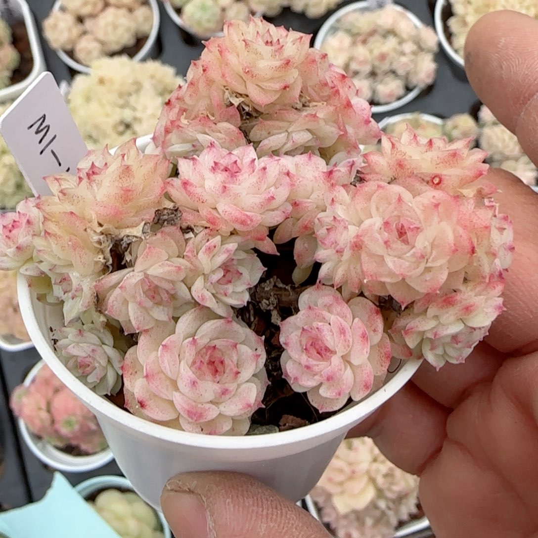 钱****我【闪购商品】0204-178（m1-445）