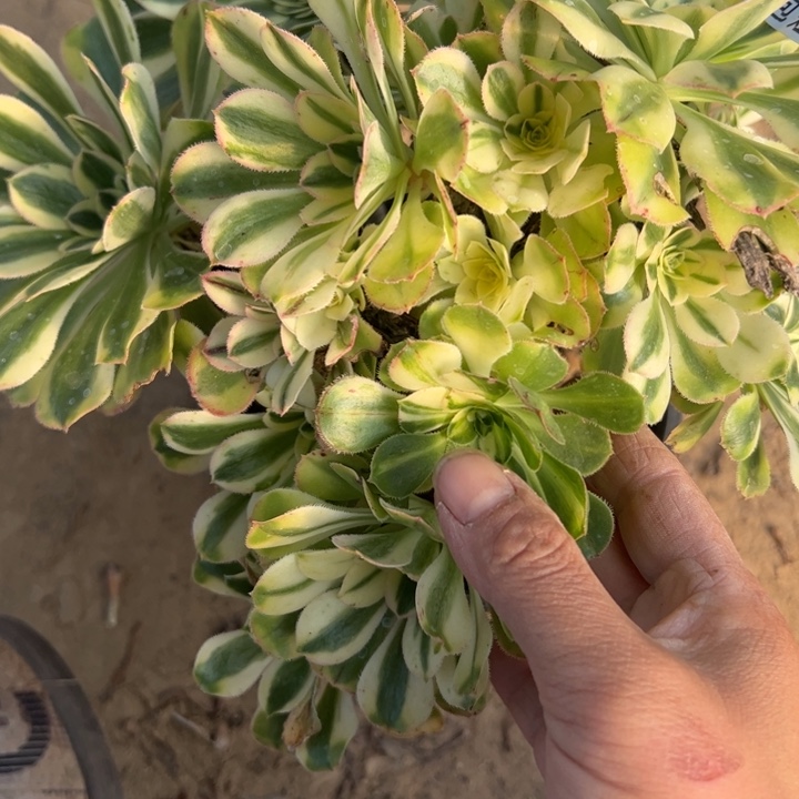 4438绿花蝴蝶法师