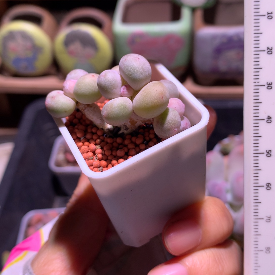 黄金鸡蛋大叶奶。嗯