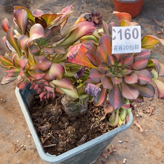 160晚霞缀多肉植物