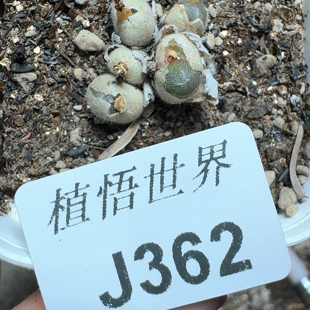 362号多肉植物哇f g g