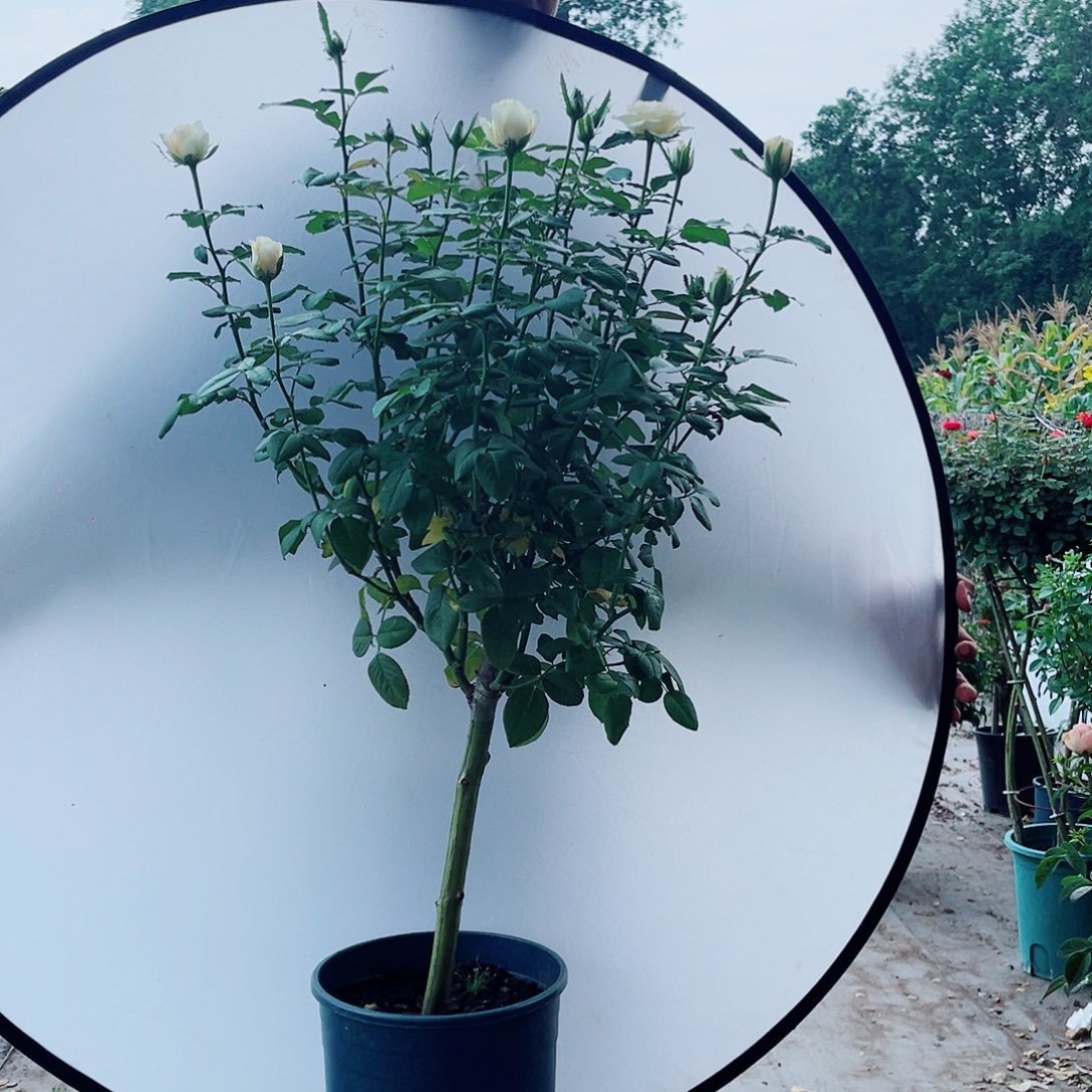 正***6无花朵老庄造型艺术月季